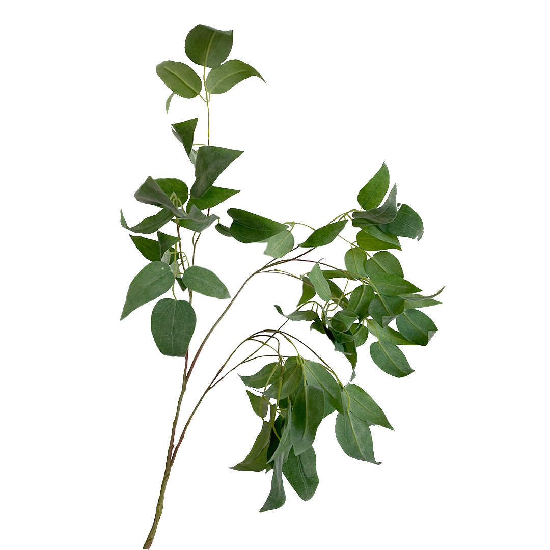 Hoja clematis