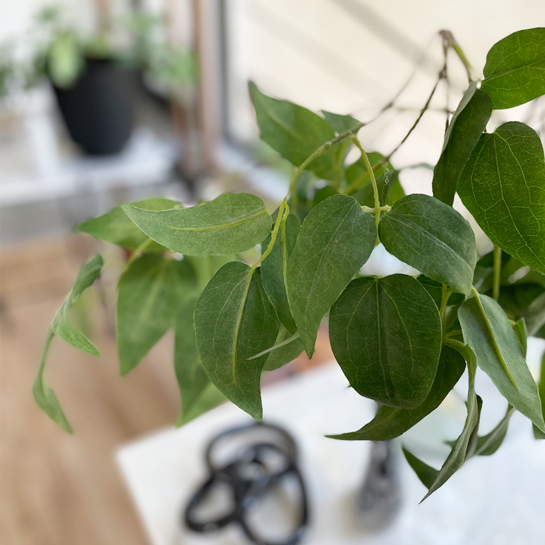 Hoja clematis