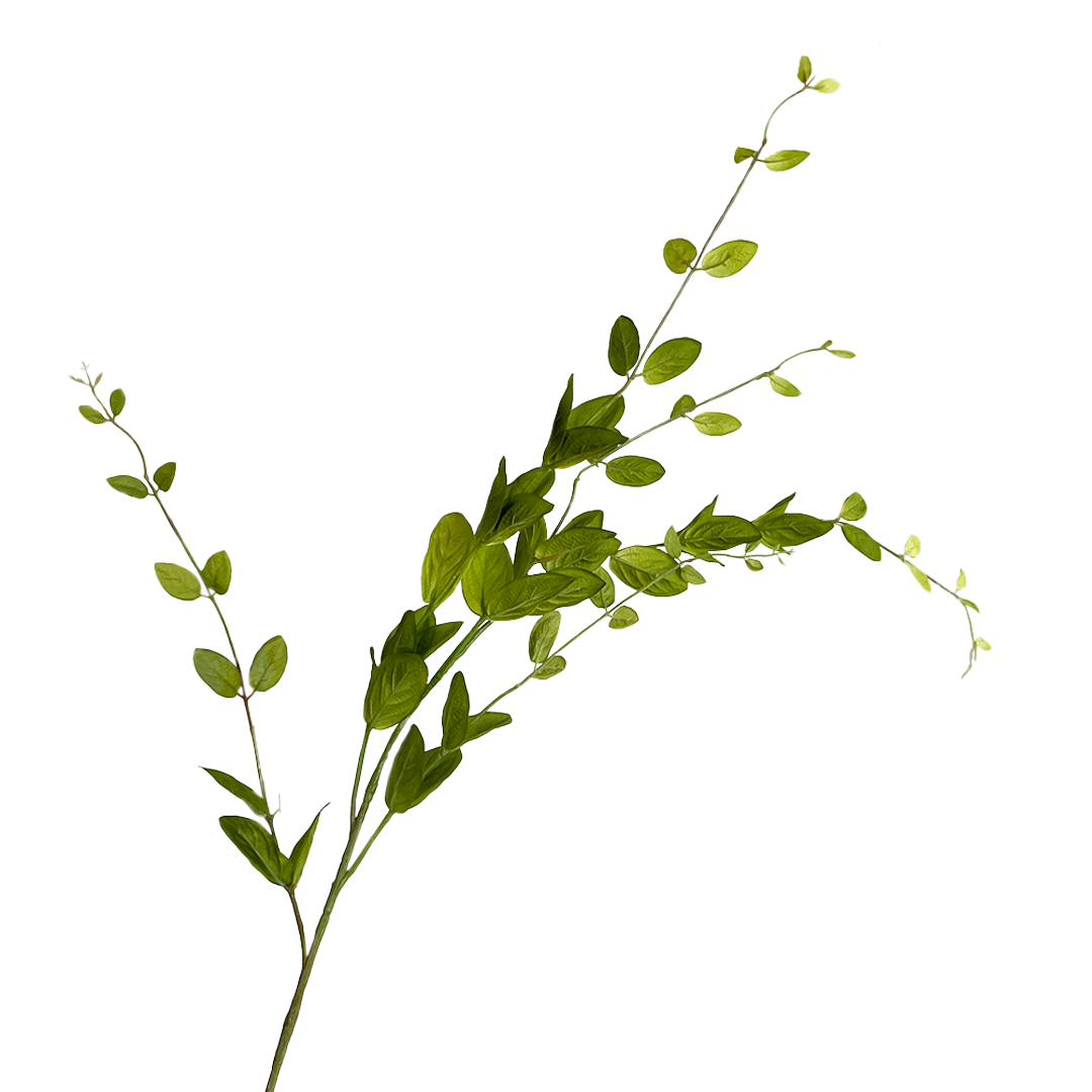 Hoja linicera