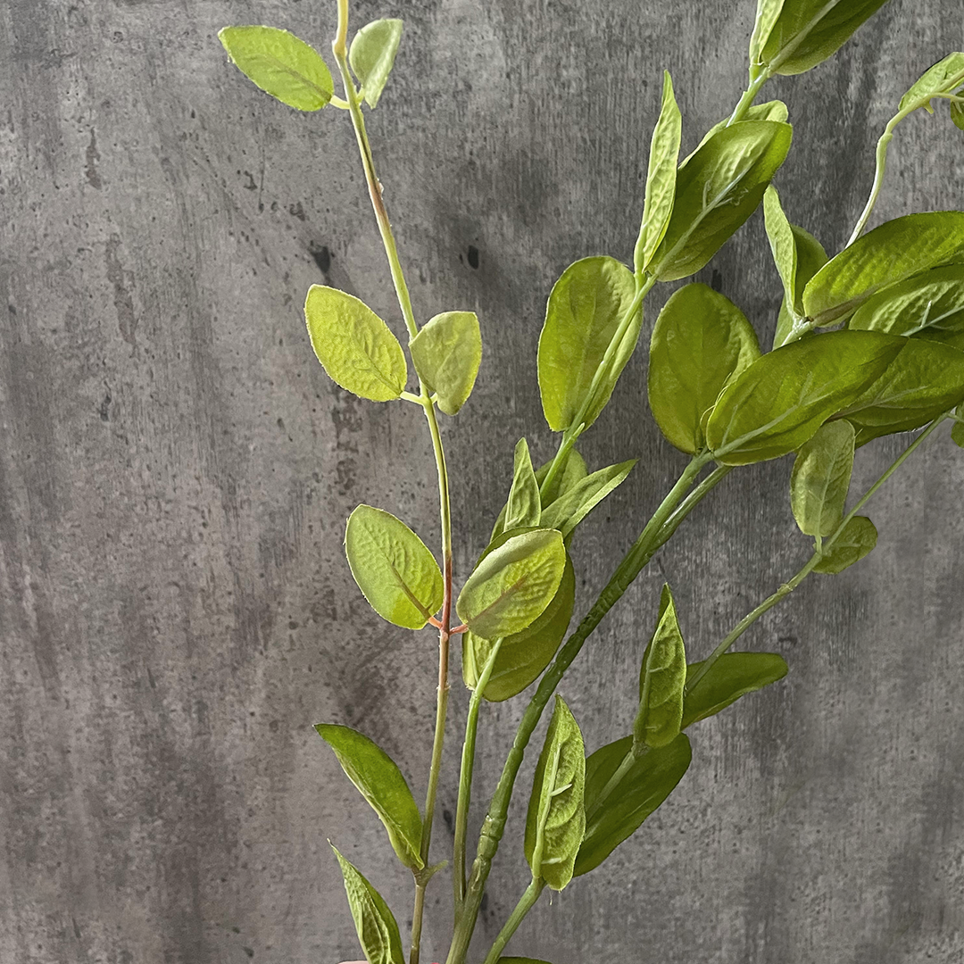 Hoja linicera